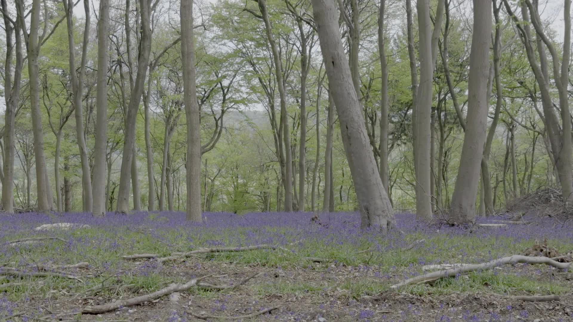 Tranquil Spring Forest with Bluebells in Bloom