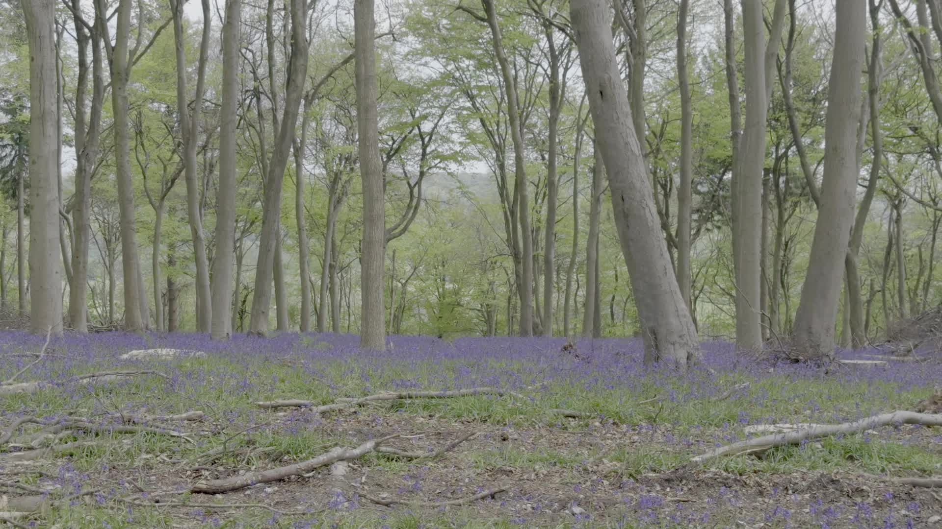 Bluebell Woodland Scene in Spring
