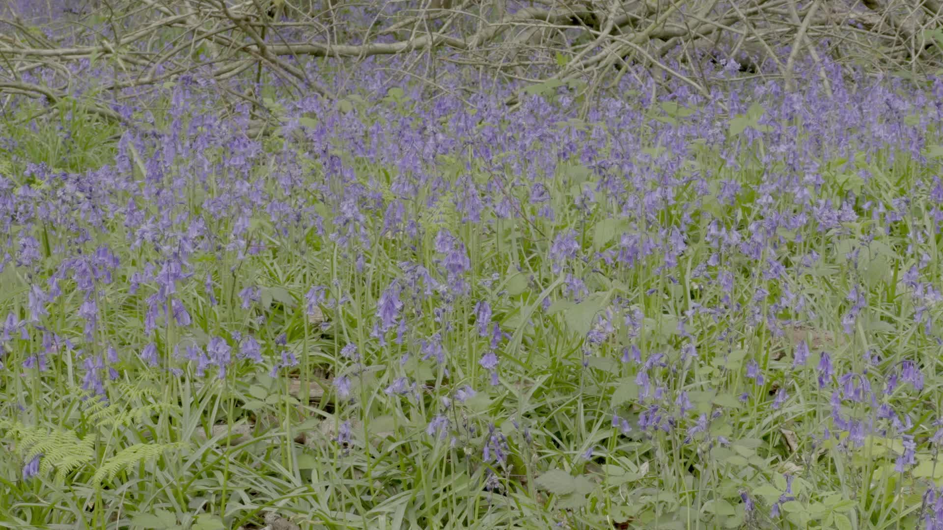 Vibrant Bluebell Woodland in Spring