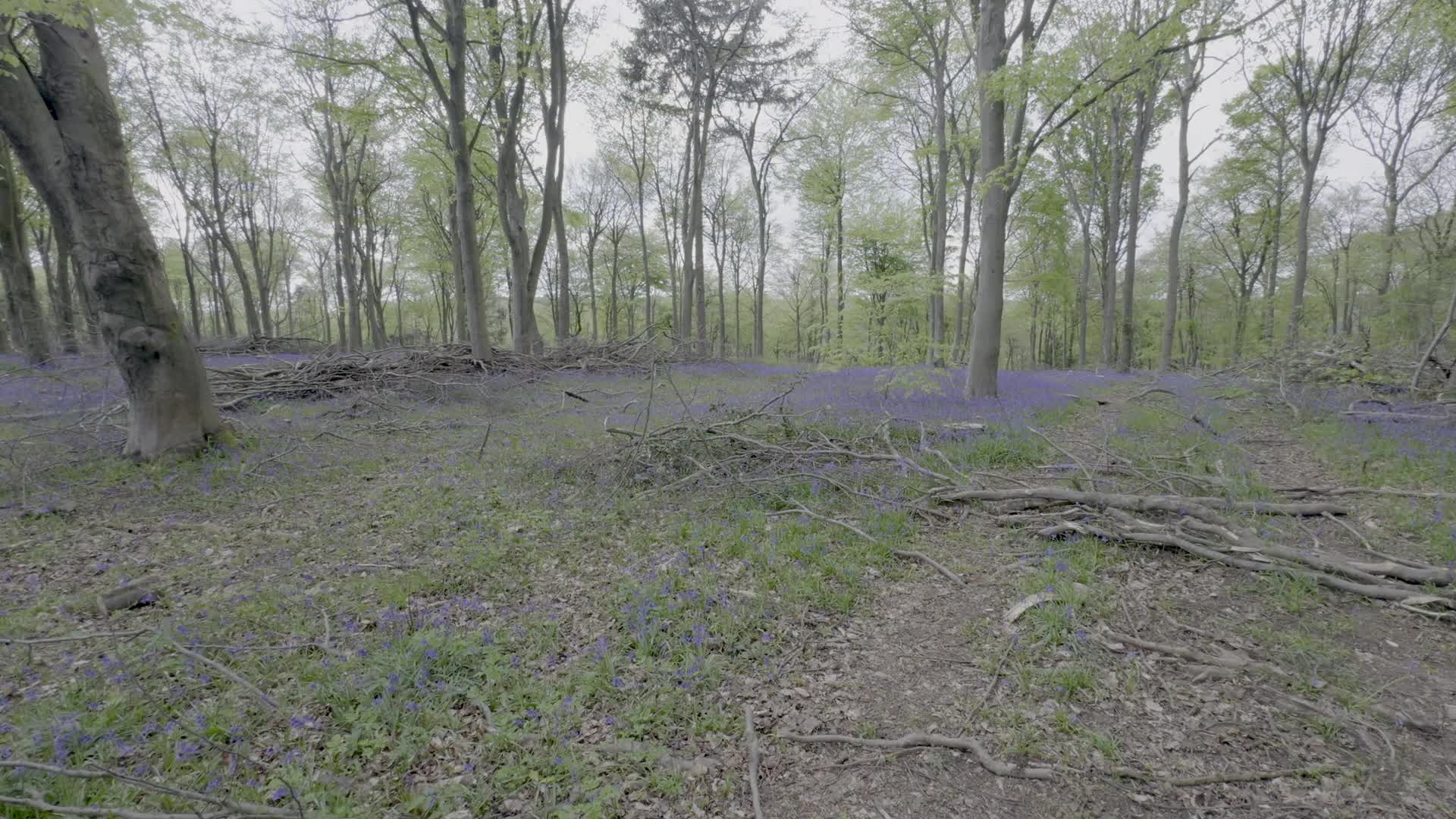 Serene Springtime Bluebell Woodland
